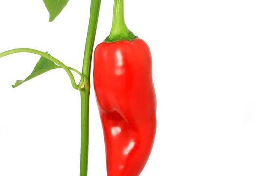 tried and true tips that help you lose weight
